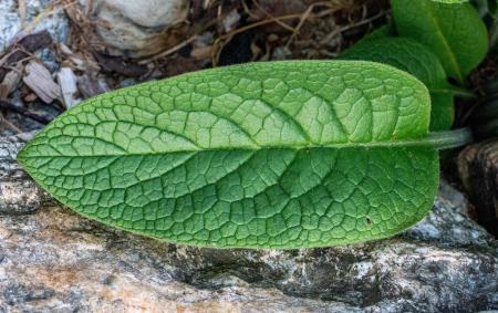 COMFrey.jpg